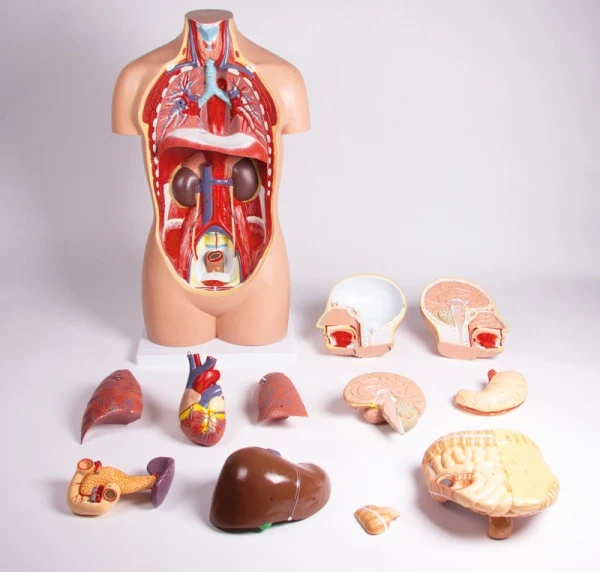 Torso sin sexo, 12 partes