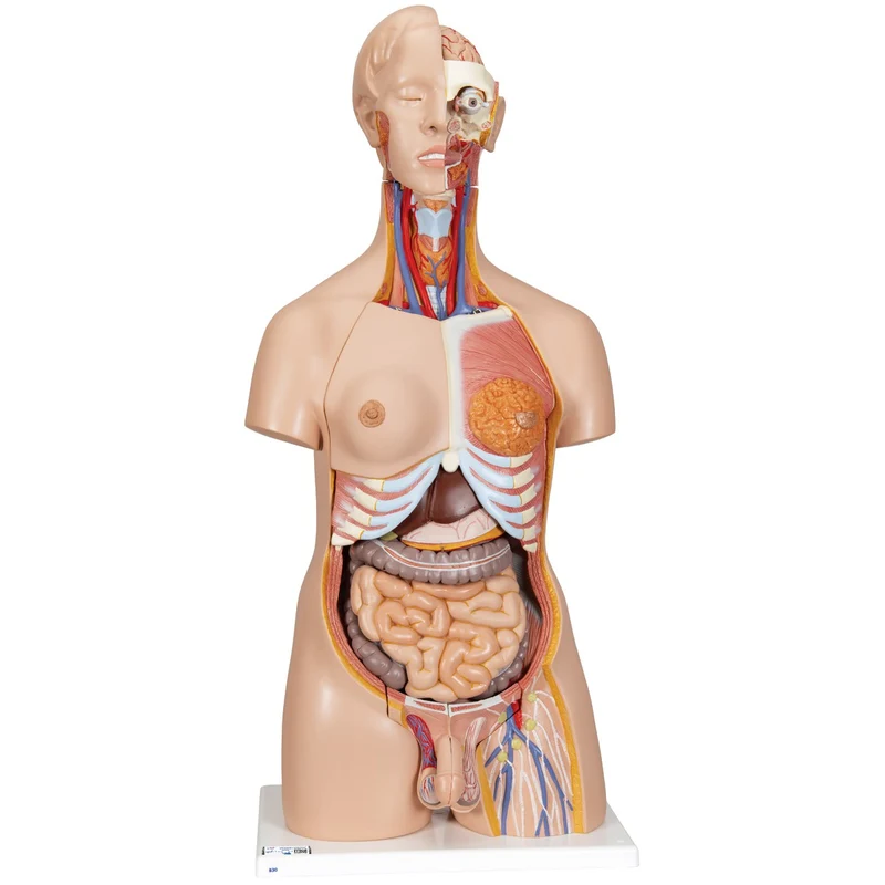 Torso de lujo de doble sexo, 24 partes - 3B Smart Anatomy