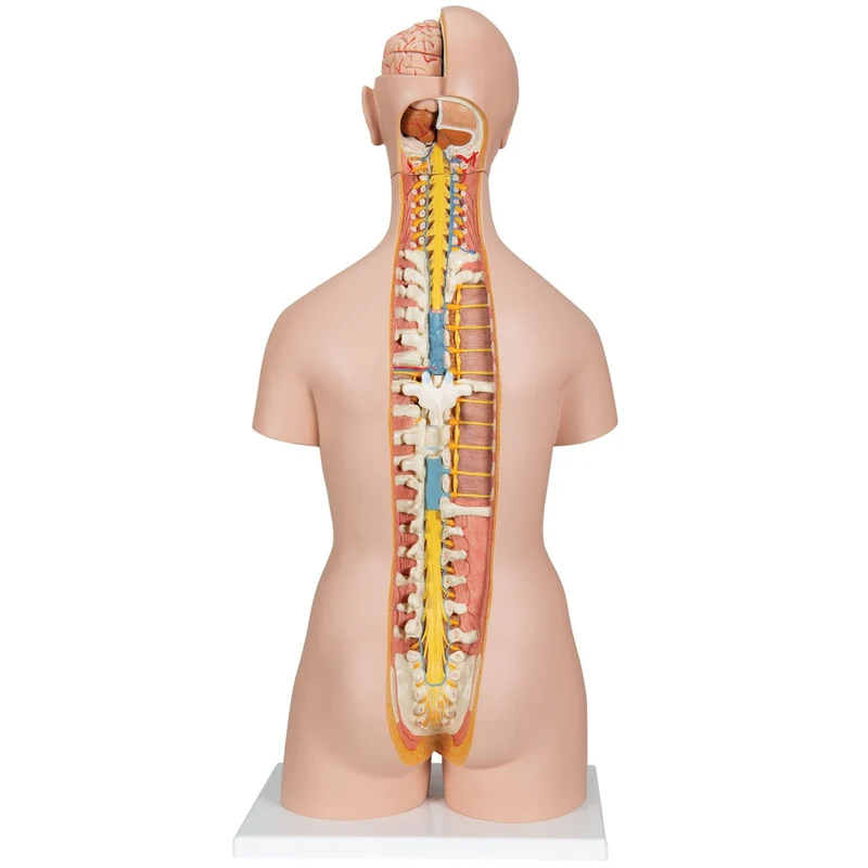 Torso clásico con espalda abierta, 18 partes - 3B Smart Anatomy