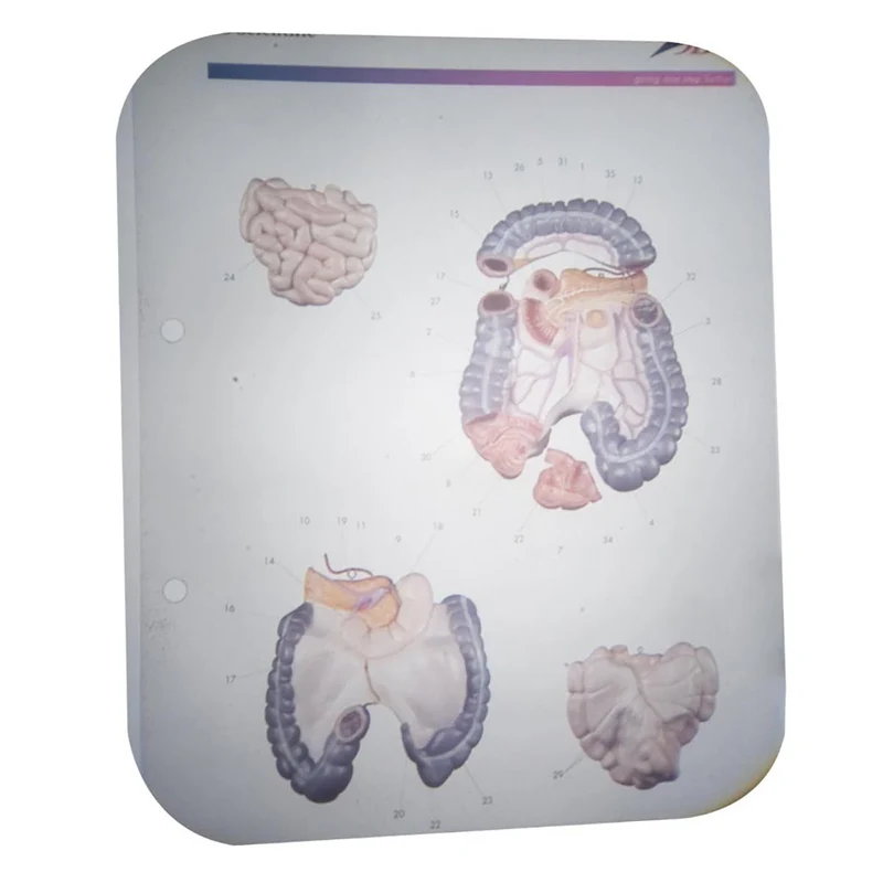 Juego de laminas del Torso 3B