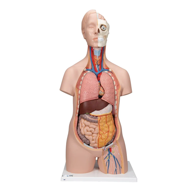 Torso clásico asexuado, 12 partes - 3B Smart Anatomy