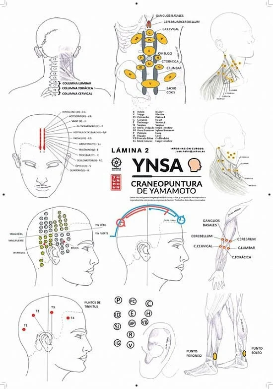 Lámina YNSA Craneopuntura de Yamamoto Lam2