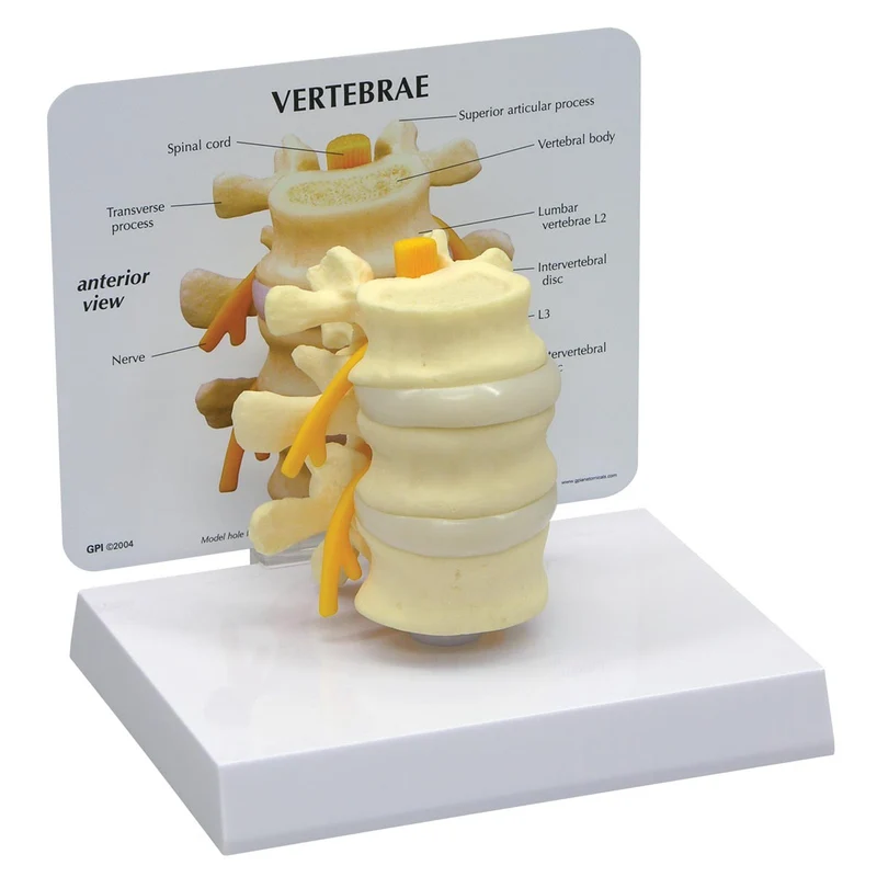 Modelo básico de vértebras