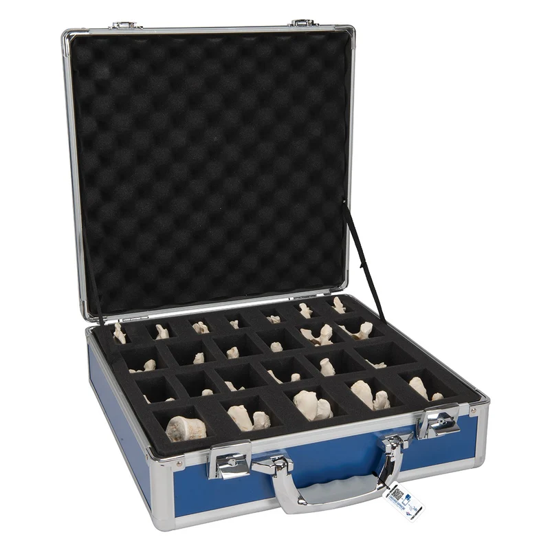 Juego de 24 vértebras BONElike™ - 3B Smart Anatomy