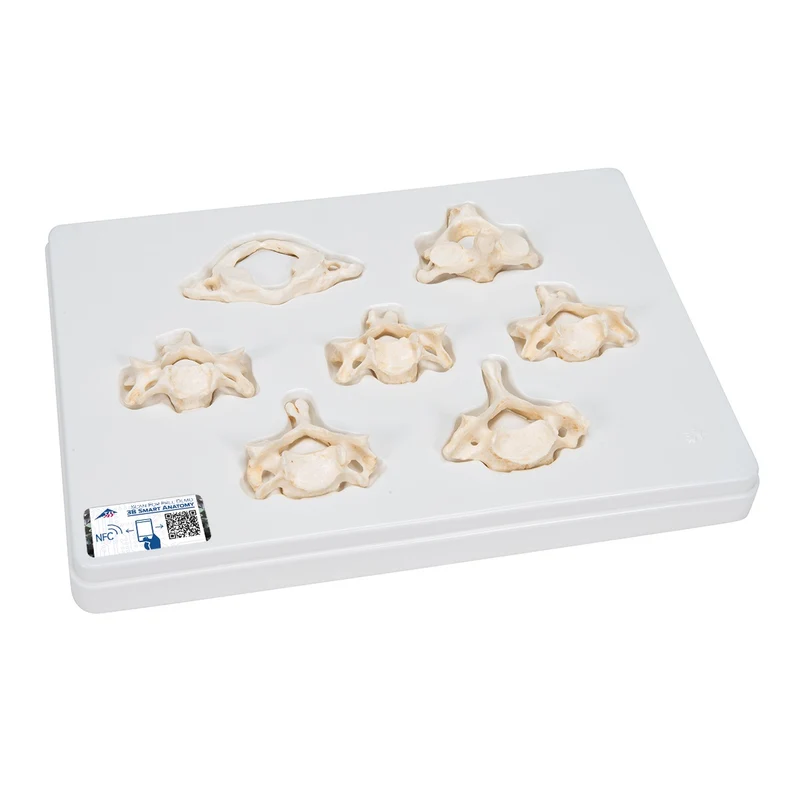 Equipo con 7 BONElike™ vértebras cervicales - 3B Smart Anatomy