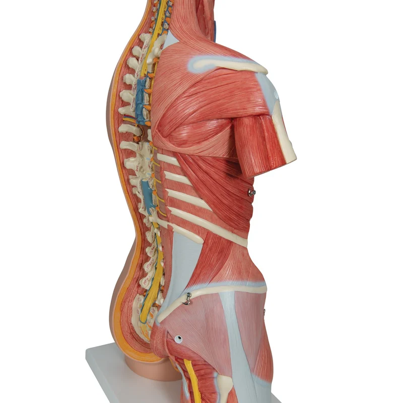 Torso de lujo con músculos, 31 partes - 3B Smart Anatomy