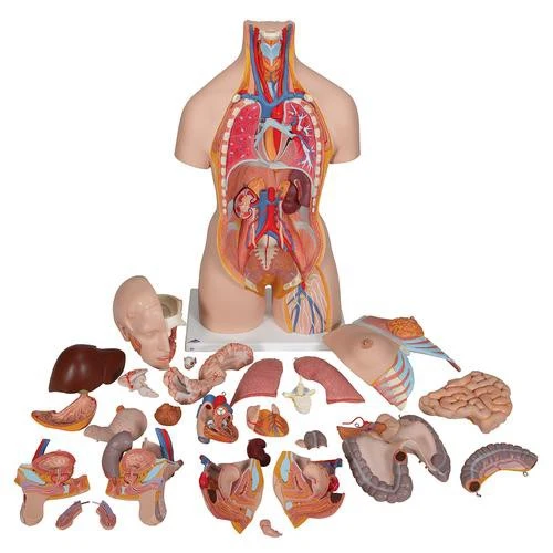 Super-torso de doble sexo con espalda abierta, 28 partes - 3B Smart Anatomy