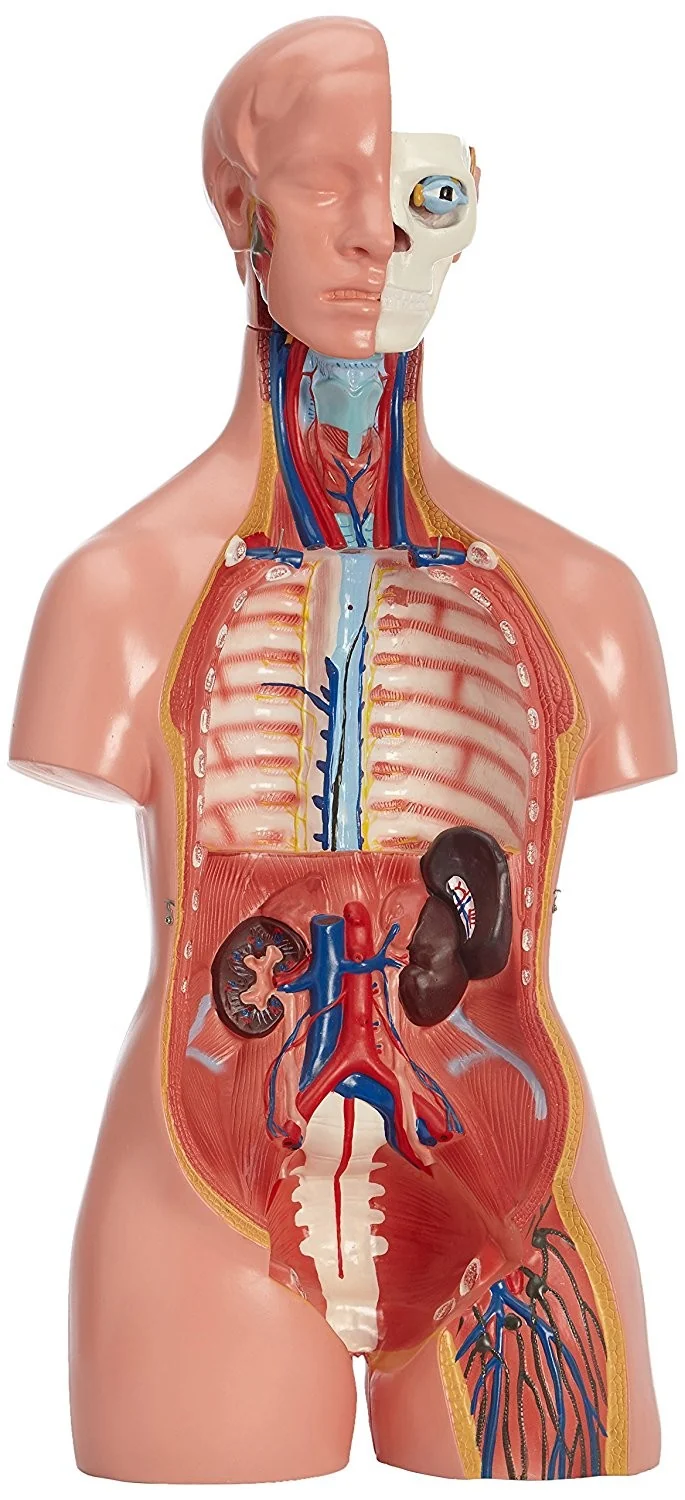 Modelo anatómico de torso (40 partes, 85 cm)
